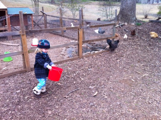 HJ feeding our neighbor's chickens.